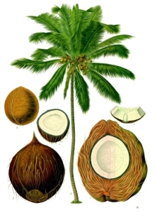 Origin of coconuts
